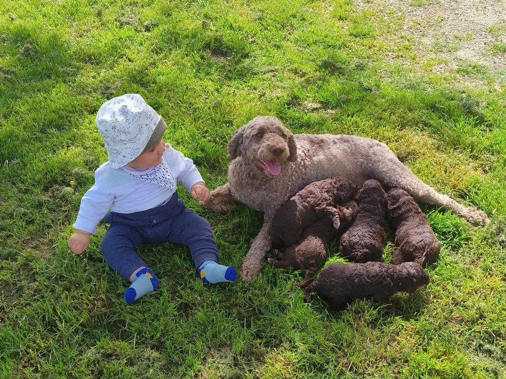 chiot Lagotto Romagnolo Des Perles Du Quercy