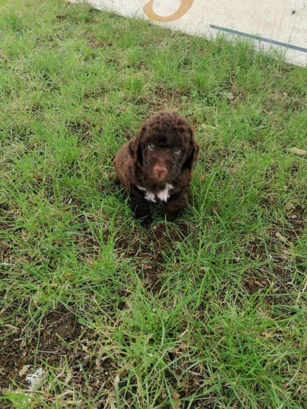 Des Perles Du Quercy - Chiot disponible  - Lagotto Romagnolo