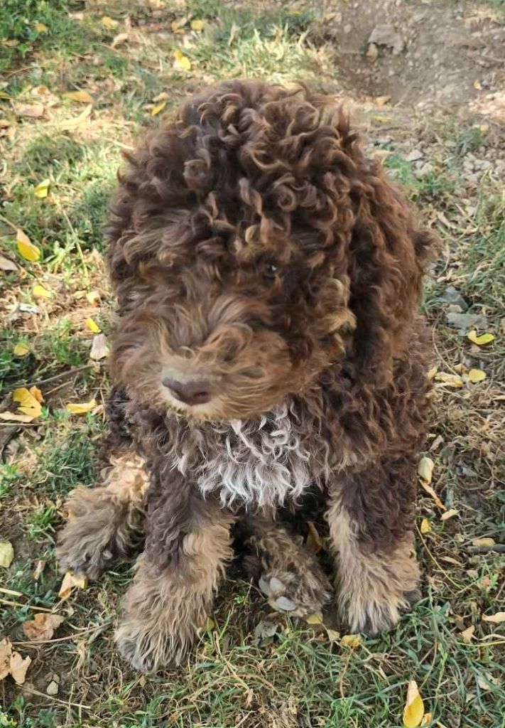 Des Perles Du Quercy - Chiot disponible  - Lagotto Romagnolo