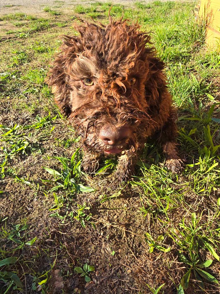 Des Perles Du Quercy - Chiot disponible  - Lagotto Romagnolo