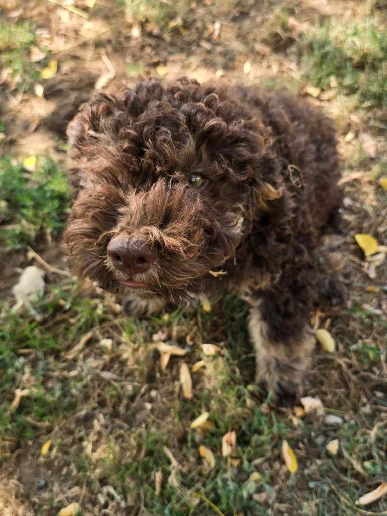 Des Perles Du Quercy - Chiot disponible  - Lagotto Romagnolo