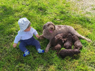 Des Perles Du Quercy - Lagotto Romagnolo - Portée née le 29/04/2024