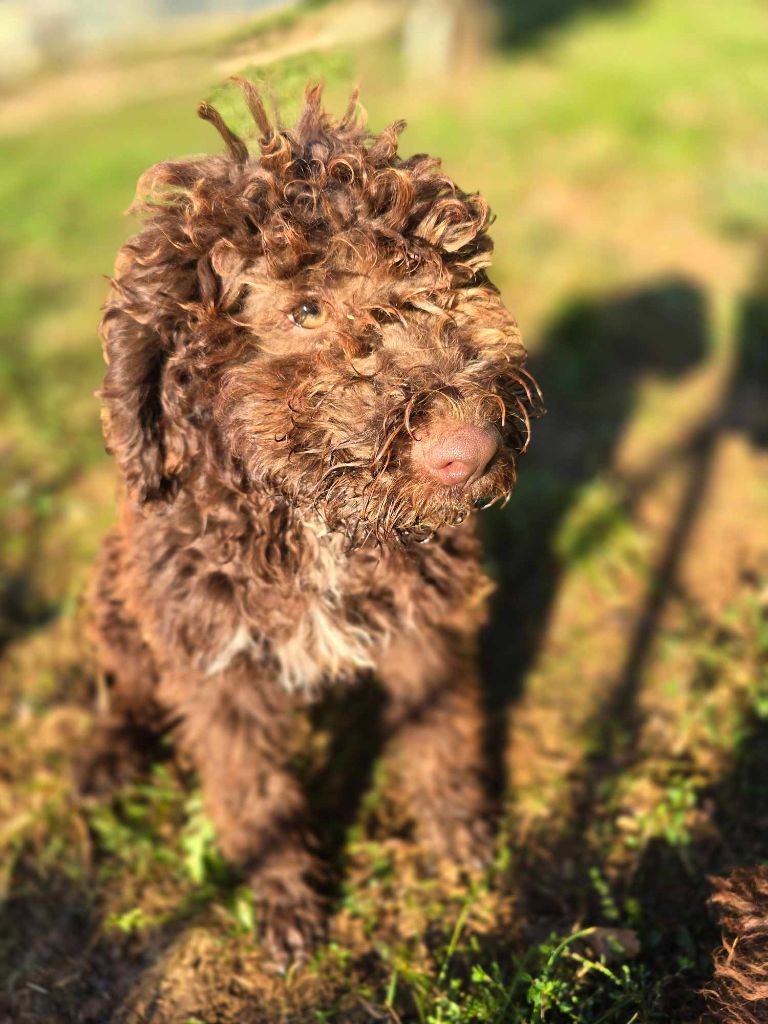 Des Perles Du Quercy - Chiot disponible  - Lagotto Romagnolo