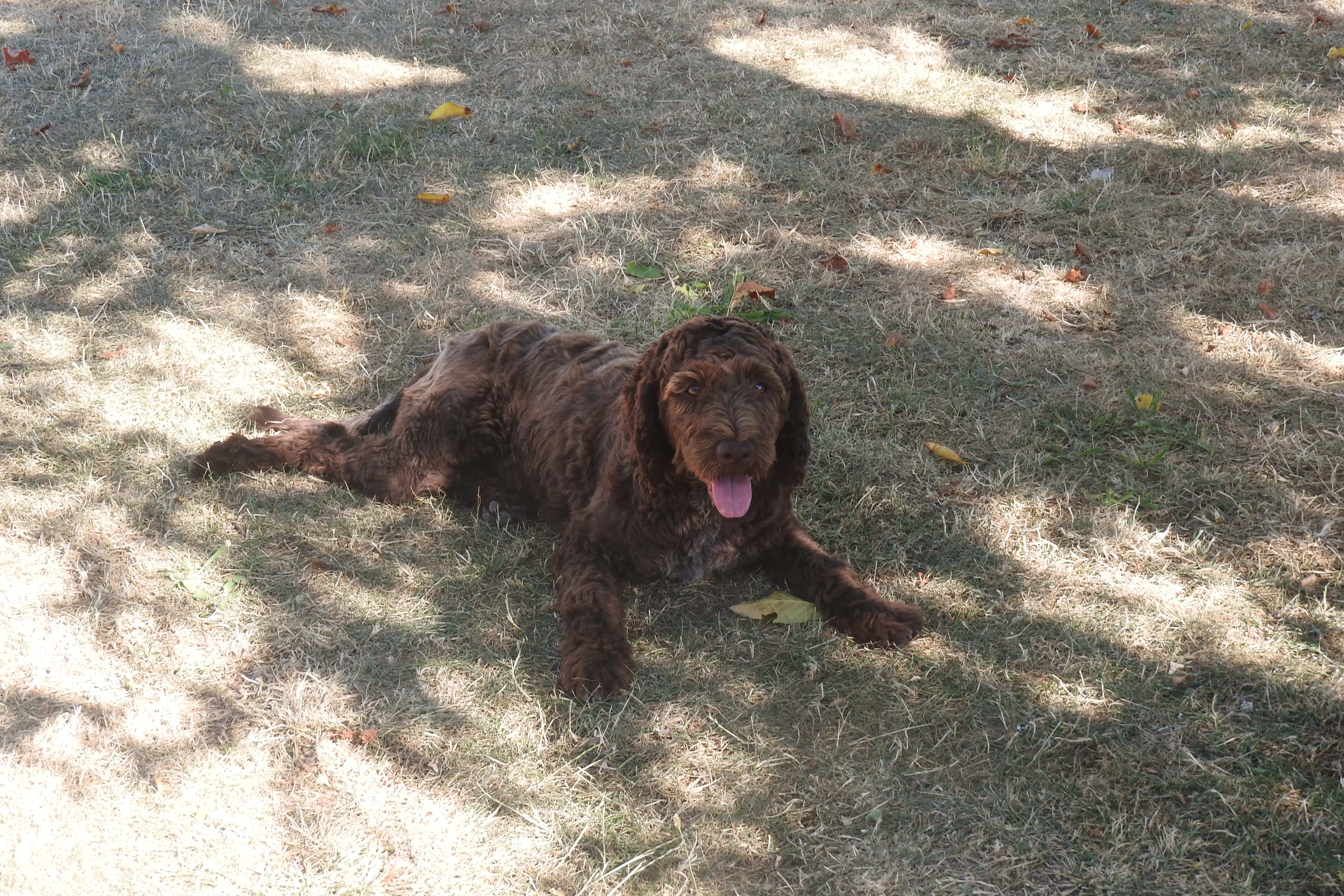 Loona De la basse Dordogne