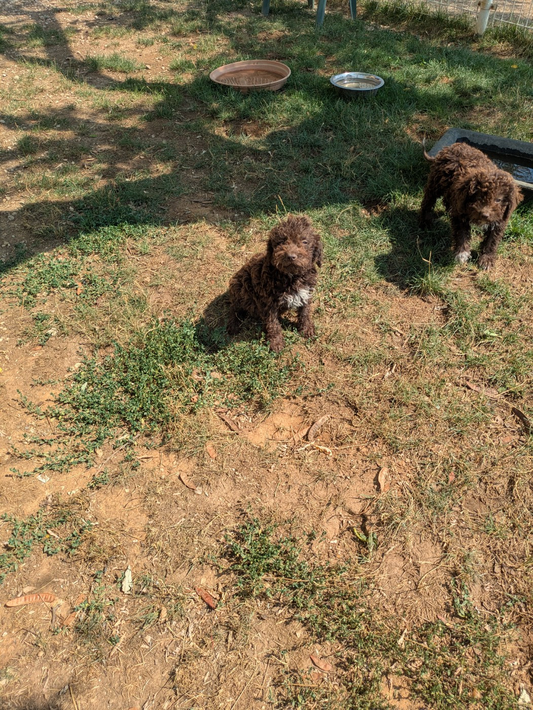 Des Perles Du Quercy - Chiots disponibles - Lagotto Romagnolo