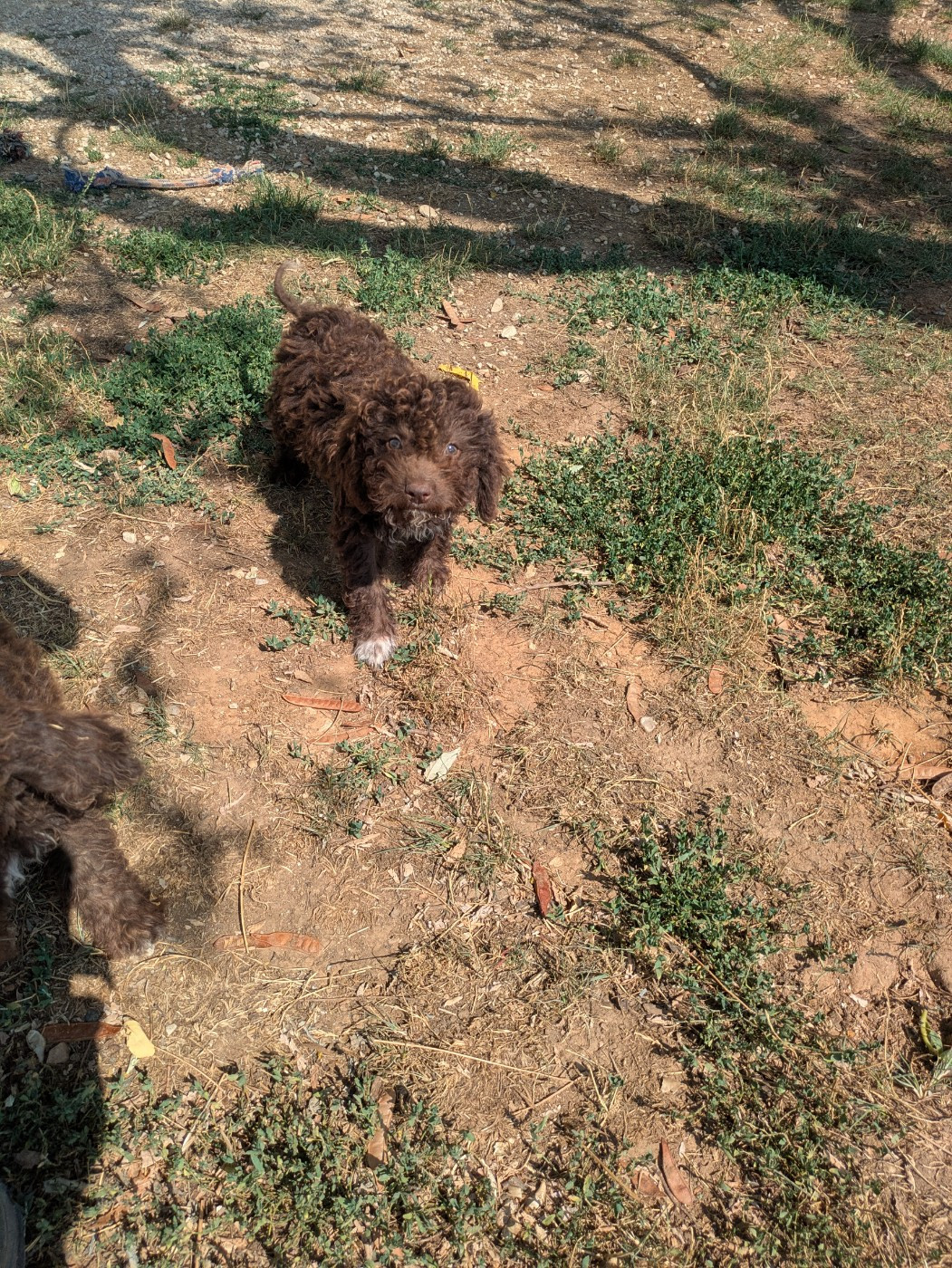 Des Perles Du Quercy - Chiots disponibles - Lagotto Romagnolo