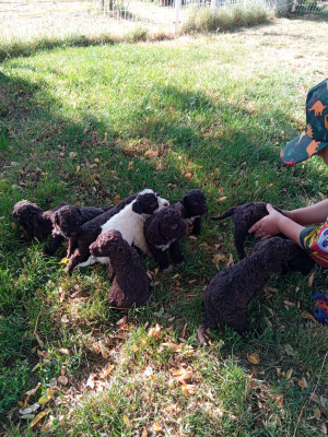 Chiot N°2
