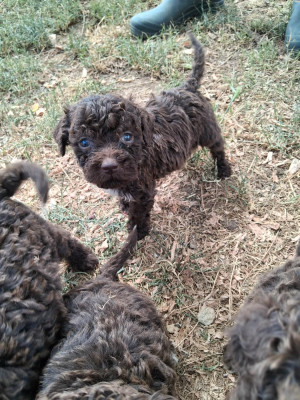 Chiot N°1