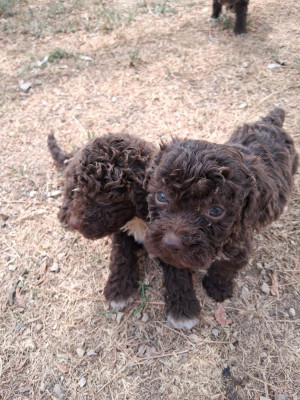 Chiot N°3