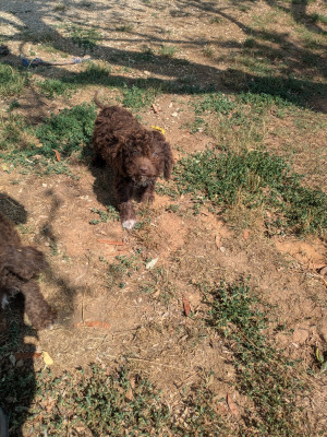 Chiot N°1