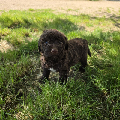 CHIOT 5