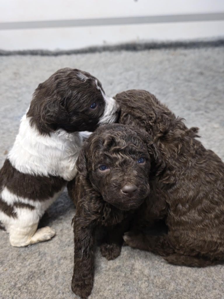 Des Perles Du Quercy - Lagotto Romagnolo - Portée née le 18/04/2025