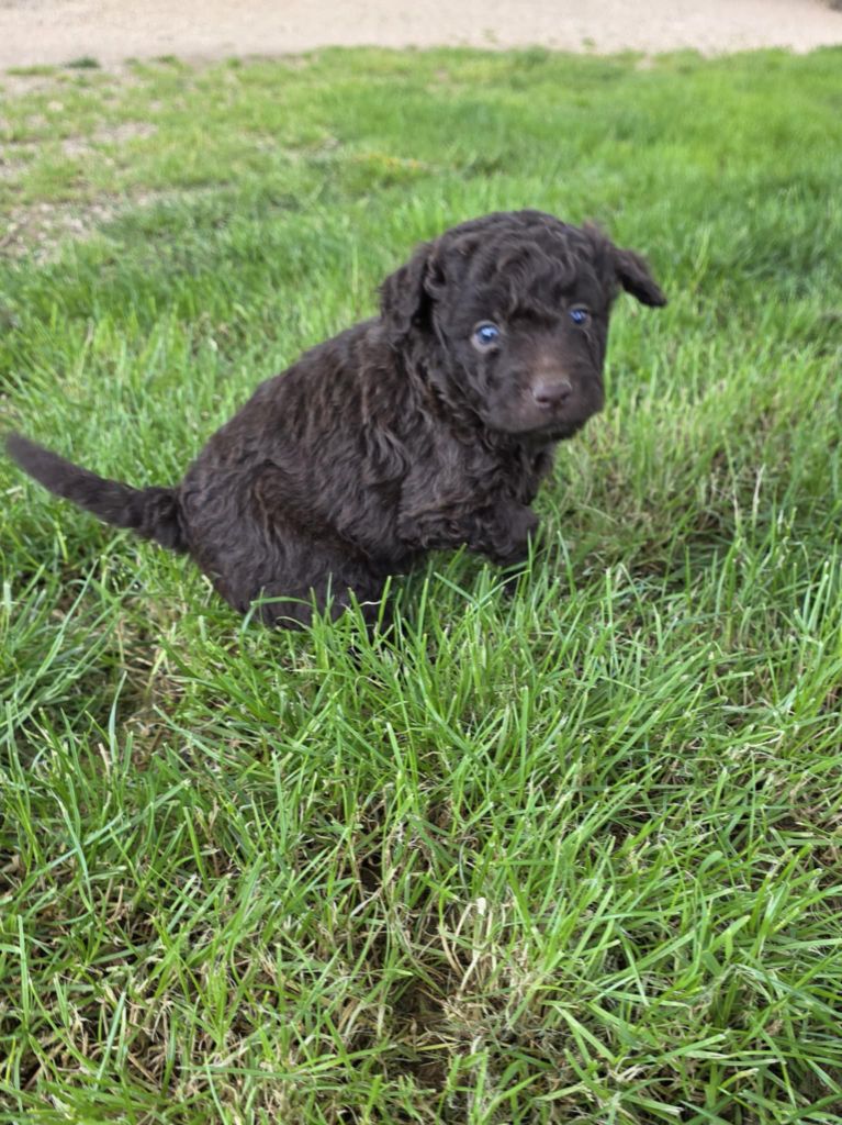 Des Perles Du Quercy - Chiots disponibles - Lagotto Romagnolo