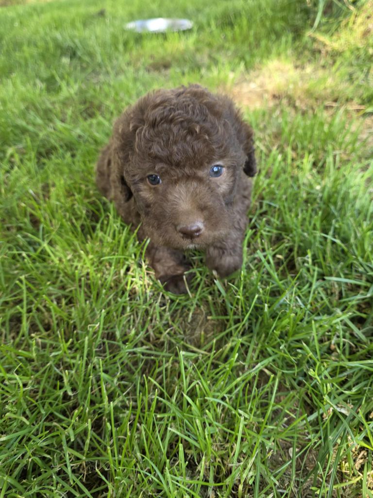 Des Perles Du Quercy - Chiots disponibles - Lagotto Romagnolo
